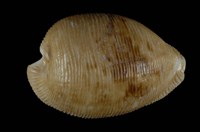 藏品(開普敦寶螺)的圖片